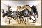 museum fur naturkunde berlin 5-2025 1302